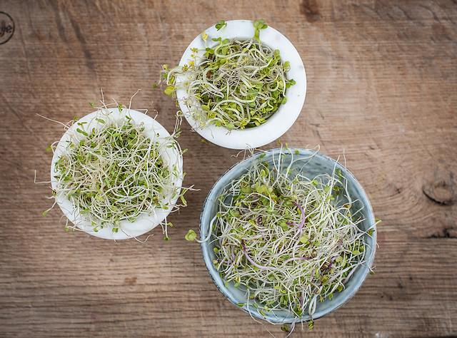 Friske spirer og grønne råvarer